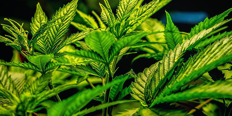 Jakie odmiany nie wywołują gastrofazy? Jakie odmiany nie wywołują gastrofazy?