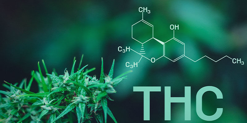 Dlaczego marihuana wywołuje gastrofazę? Why Does Cannabis Cause The Munchies?