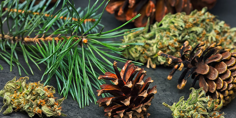 Pinene: A Summary Pinene: A Summary