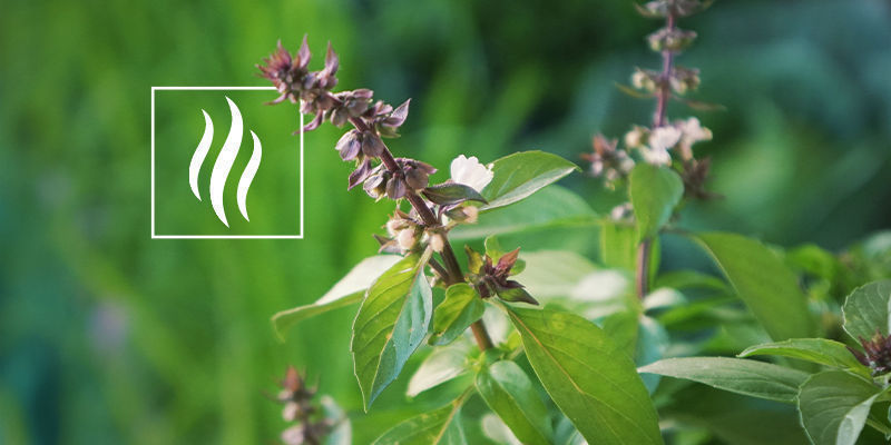 Jak pachnie pinen? Jak pachnie pinen?