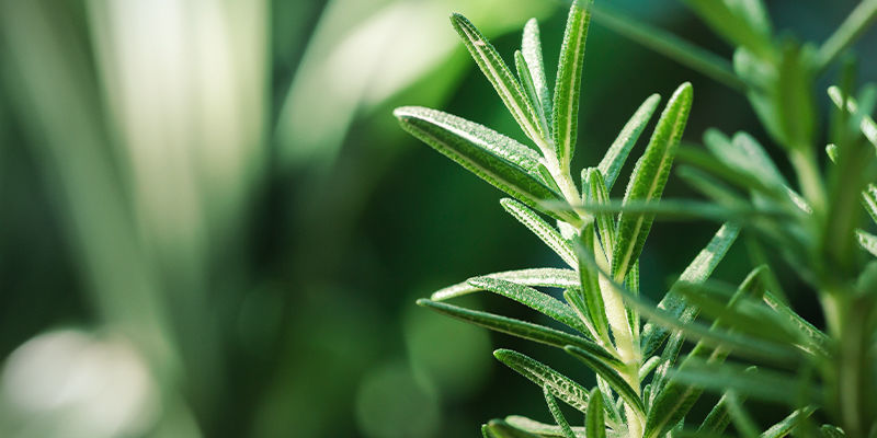 What Is Pinene? What Is Pinene?