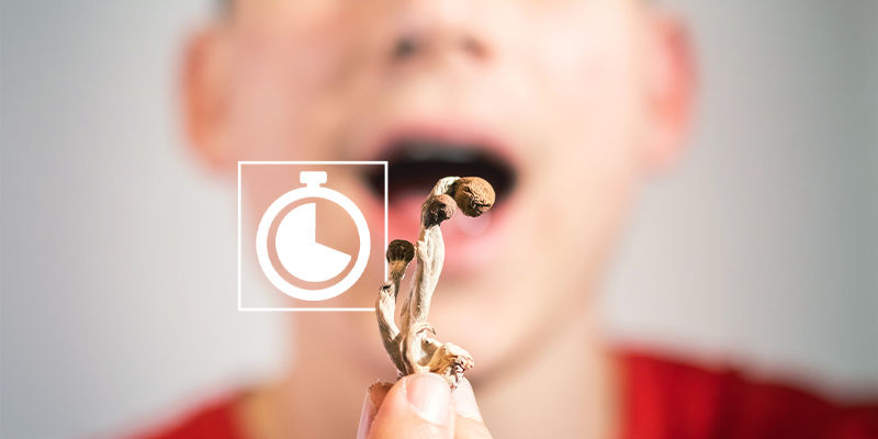 Jak długo utrzymuje się tolerancja na magic mushrooms? Jak długo utrzymuje się tolerancja na magic mushrooms?