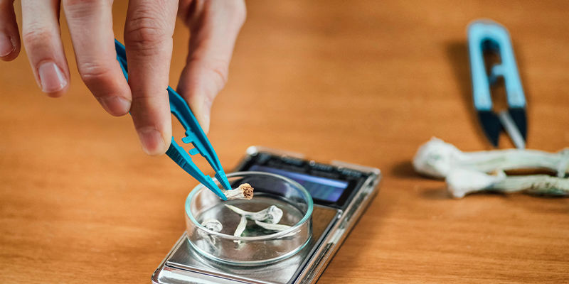 Mikrodawkowanie a tolerancja na magic mushrooms Mikrodawkowanie a tolerancja na magic mushrooms