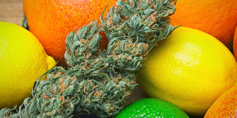 Limonen: podsumowanie Limonen: podsumowanie