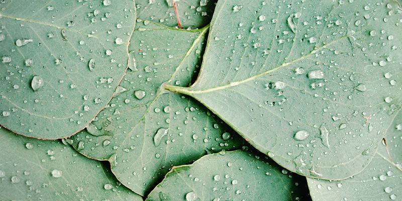 Gdzie można znaleźć limonen? Gdzie można znaleźć limonen?