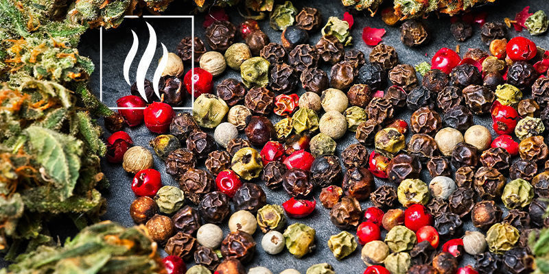 Smell And Aroma Of Caryophyllene Smell And Aroma Of Caryophyllene