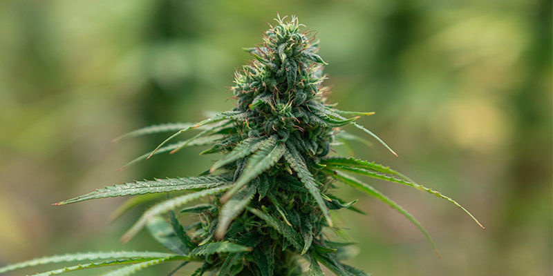 Odmiany konopi na pobudzenie kreatywności
