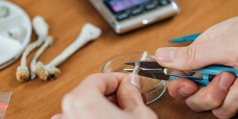 Ile wynosi mikrodawka? Ile wynosi mikrodawka?