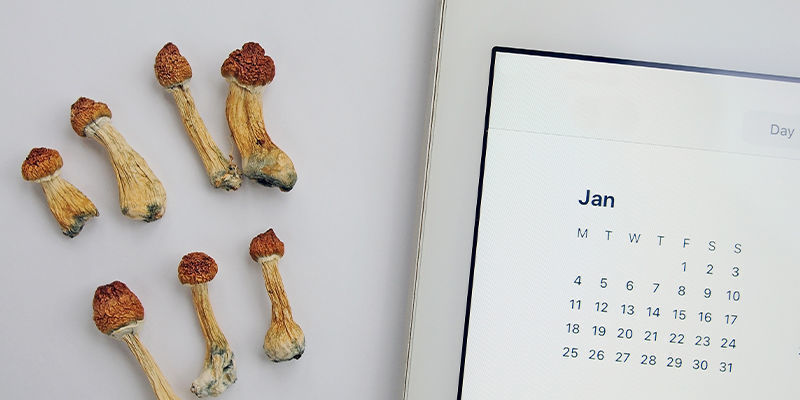 Harmonogram mikrodawkowania: jak wybrać ten odpowiedni dla siebie Harmonogram mikrodawkowania: jak wybrać ten odpowiedni dla siebie