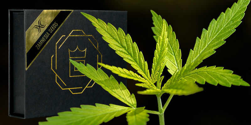 Smaki i działanie X