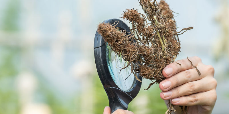Miej się na baczności: te metody obniżają moc, aromat i smak twoich topów