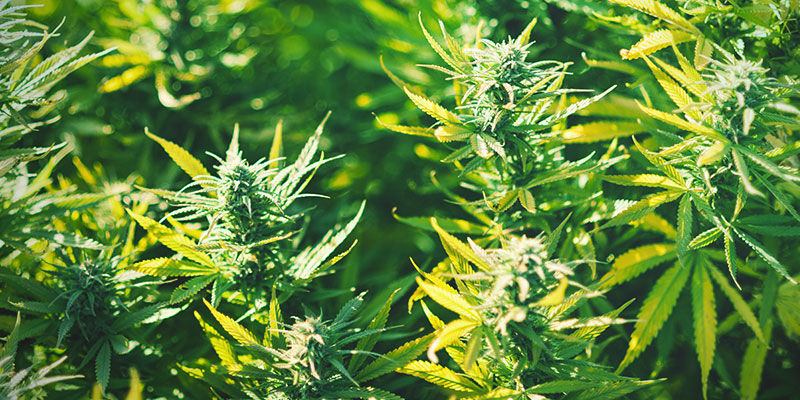 Top 5 odmian marihuany na sen Top 5 odmian marihuany na sen