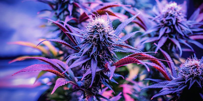 Jakie odmiany konopi są najlepsze na sen? Jakie odmiany konopi są najlepsze na sen?