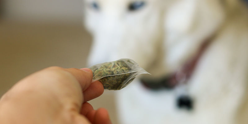 Czy psy tropiące mogą wyczuć zapach przez torby bezzapachowe? Czy psy tropiące mogą wyczuć zapach przez torby bezzapachowe?