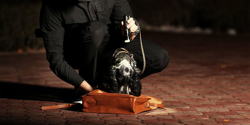 Czy psy tropiące naprawdę służą dobru publicznemu? Czy psy tropiące naprawdę służą dobru publicznemu?