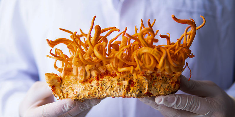 Wnioski: Cordyceps &mdash; przyjaciel człowieka, wr&oacute;g mr&oacute;wek