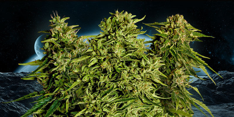 Znajdź swoje ulubione F1 już teraz Znajdź swoje ulubione F1 już teraz