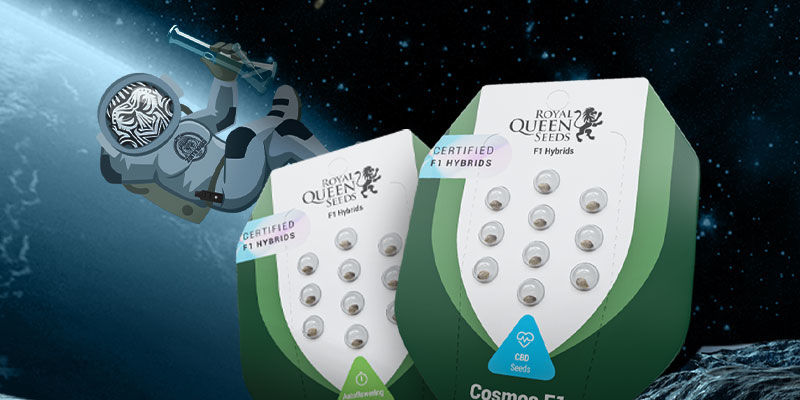 F1: Nowe hybrydy F1: The new hybrids