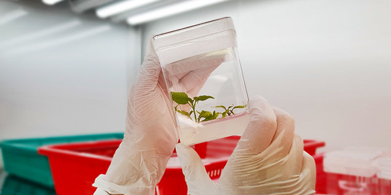 Co oznacza F1 w hodowli? Co oznacza F1 w hodowli?