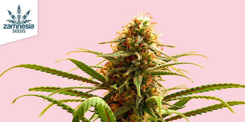 Charakterystyka Candy Rain