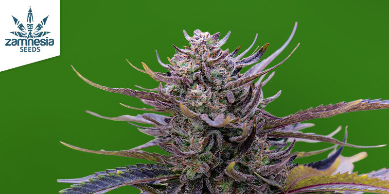 Cechy odmiany Jealousy Cechy odmiany Jealousy