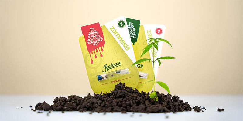 Jak uprawiać Jealousy Jak uprawiać Jealousy