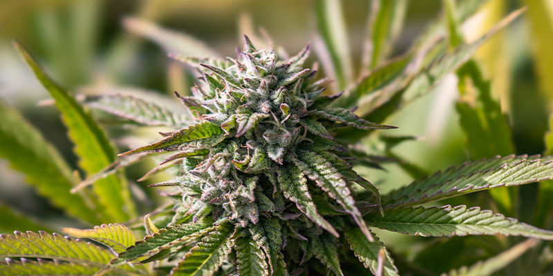 Jealousy: No Feelings Of Resentment Here! Jealousy: No feelings of resentment here!