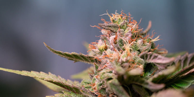 Strawberry Cough: Postaw na najlepszy jagodowy haj