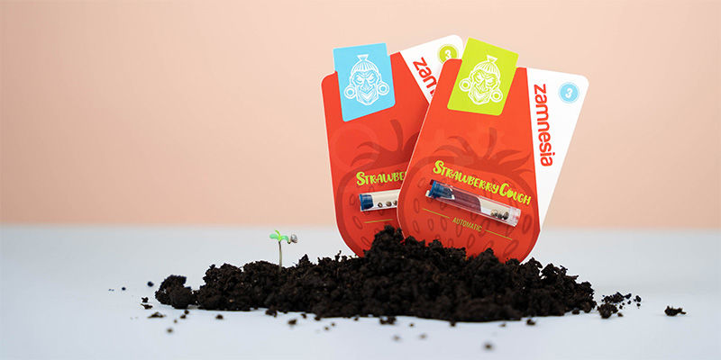 Jak uprawiać Strawberry Cough