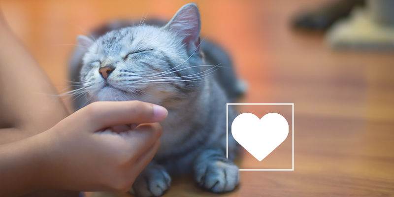 Zadbaj o bezpieczeństwo swoich zwierząt Zadbaj o bezpieczeństwo swoich zwierząt