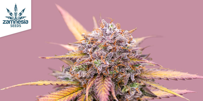 Cechy odmiany Biscotti