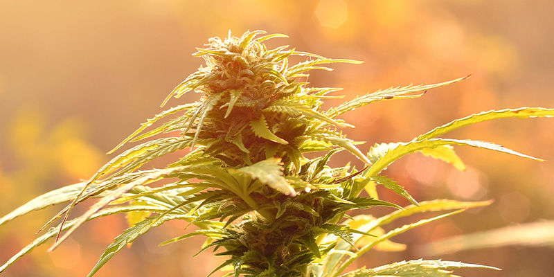 Biscotti: Zjaraj się już dziś!