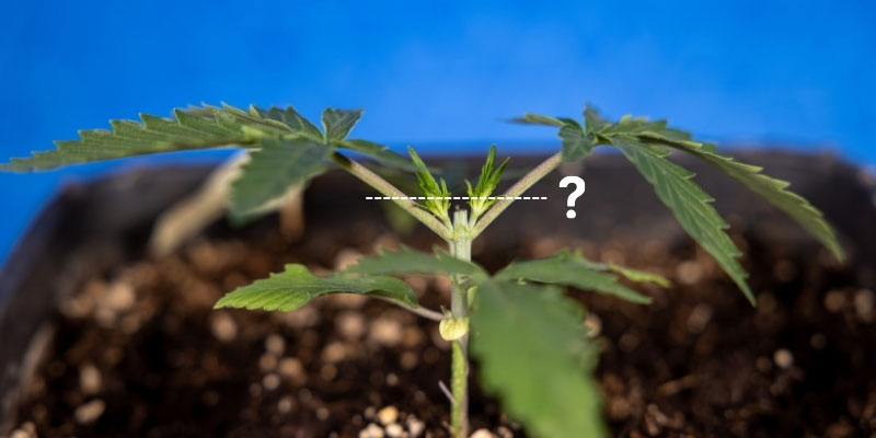 Can you fim after topping?