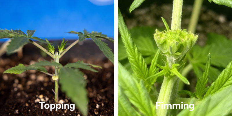 Poznaj techniki topping i fimming