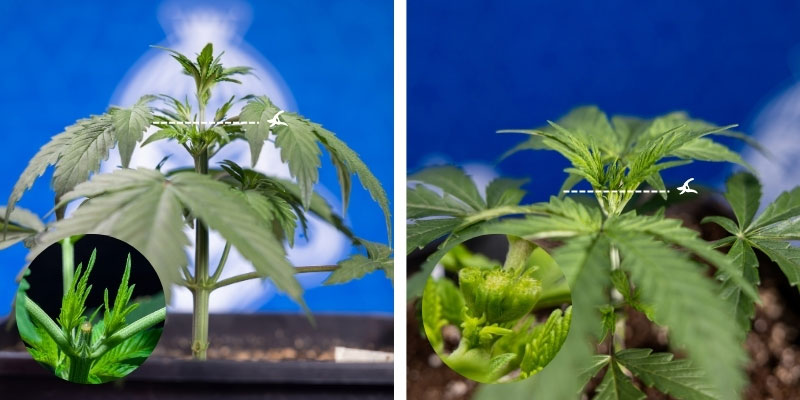 Wskazówki dotyczące czasu i techniki