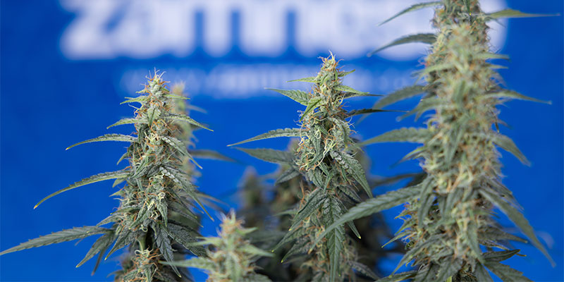 Co jest lepsze dla roślin marihuany: fimming czy topping?
