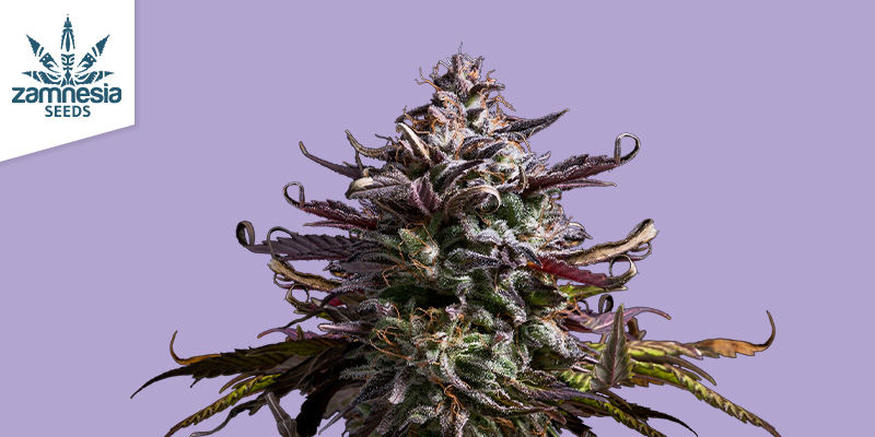 Black Orchid Automatic Black Orchid Automatic