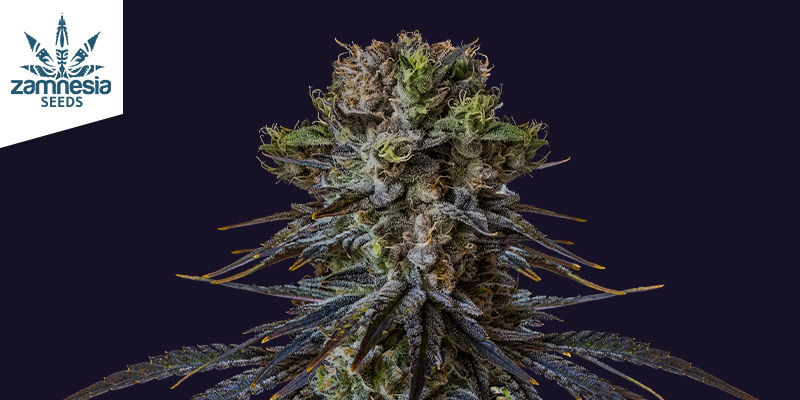 Cechy Black Orchid Cechy Black Orchid