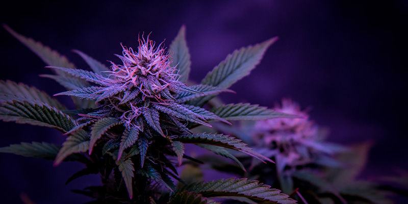 Something For Everyone — We'Re Not Orchid-Ing! Something for everyone — We're not orchid-ing!