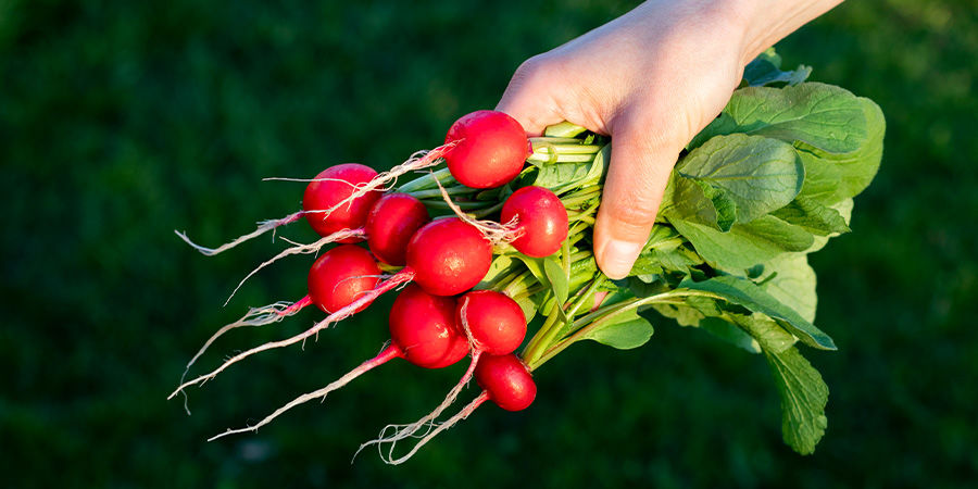 Radishes Radishes