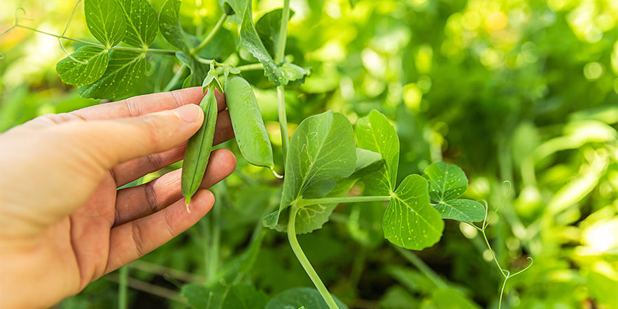 Zielona fasolka Green Beans