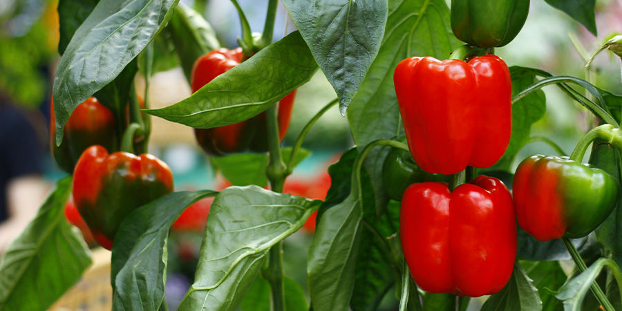 Papryka słodka Papryka słodka