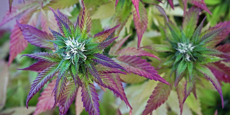 Wygląd: rozmiar i kolor Wygląd: rozmiar i kolor