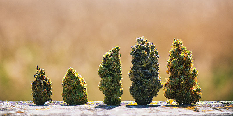 Bud Structure Bud structure