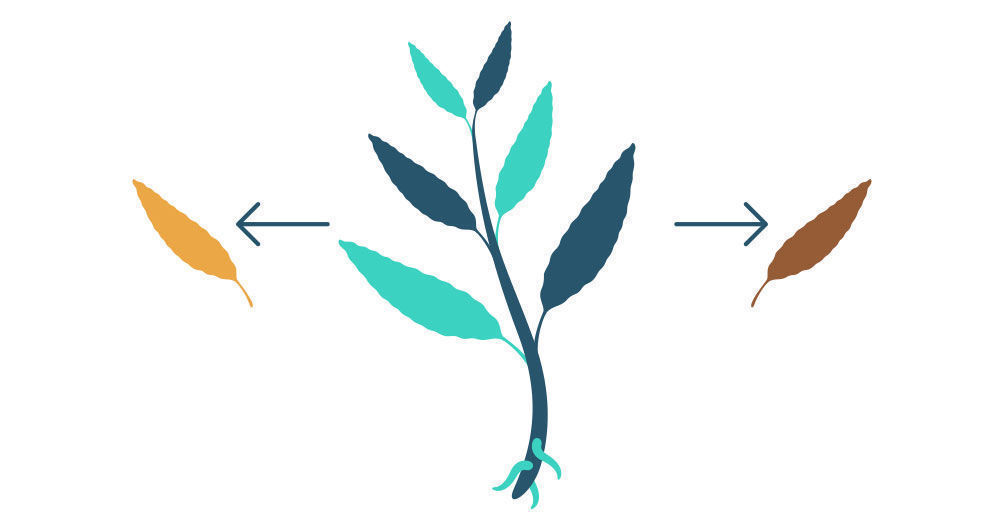 Krok 1: rozmnażanie Salvia divinorum z sadzonki