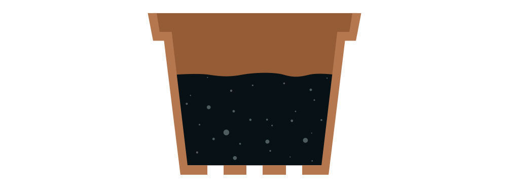 Krok 2: Rozmnażanie Salvia divinorum z sadzonki