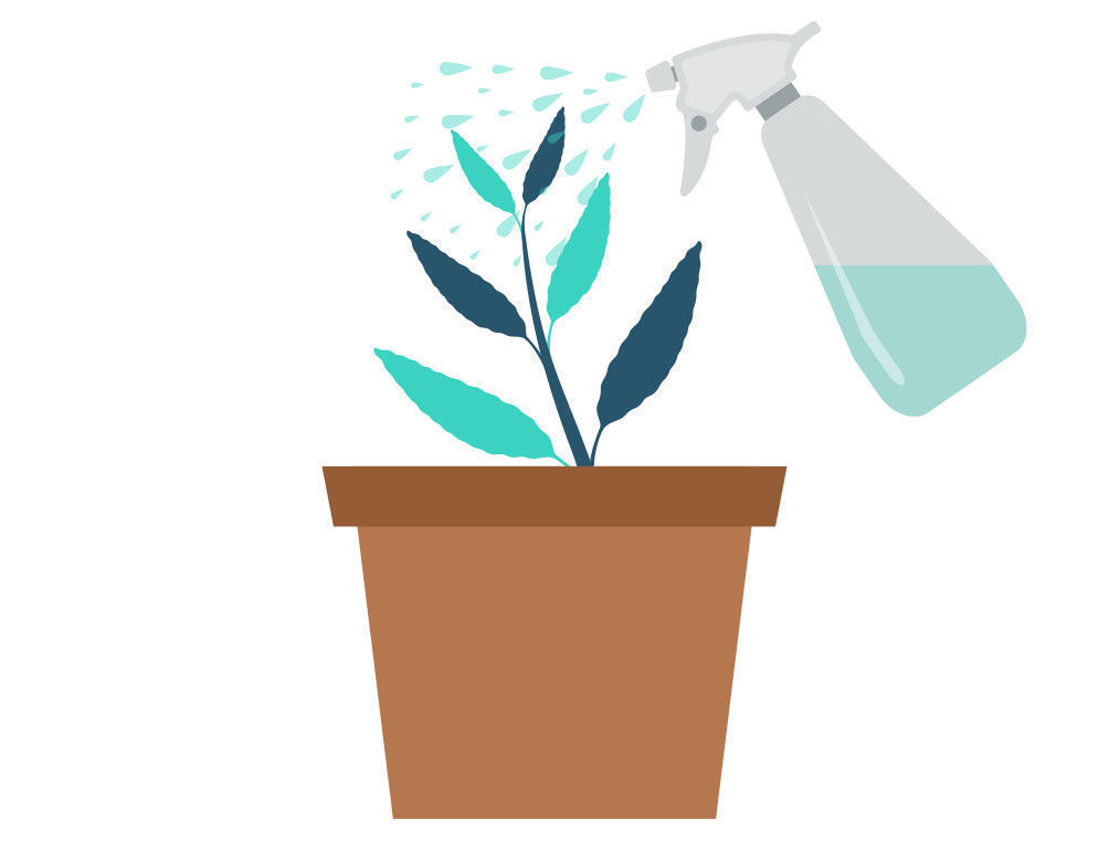 Krok 4: Rozmnażanie Salvia divinorum z sadzonki