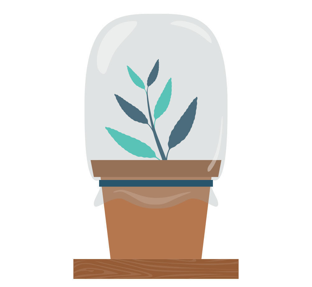 Krok 5: rozmnażanie Salvia divinorum z sadzonki