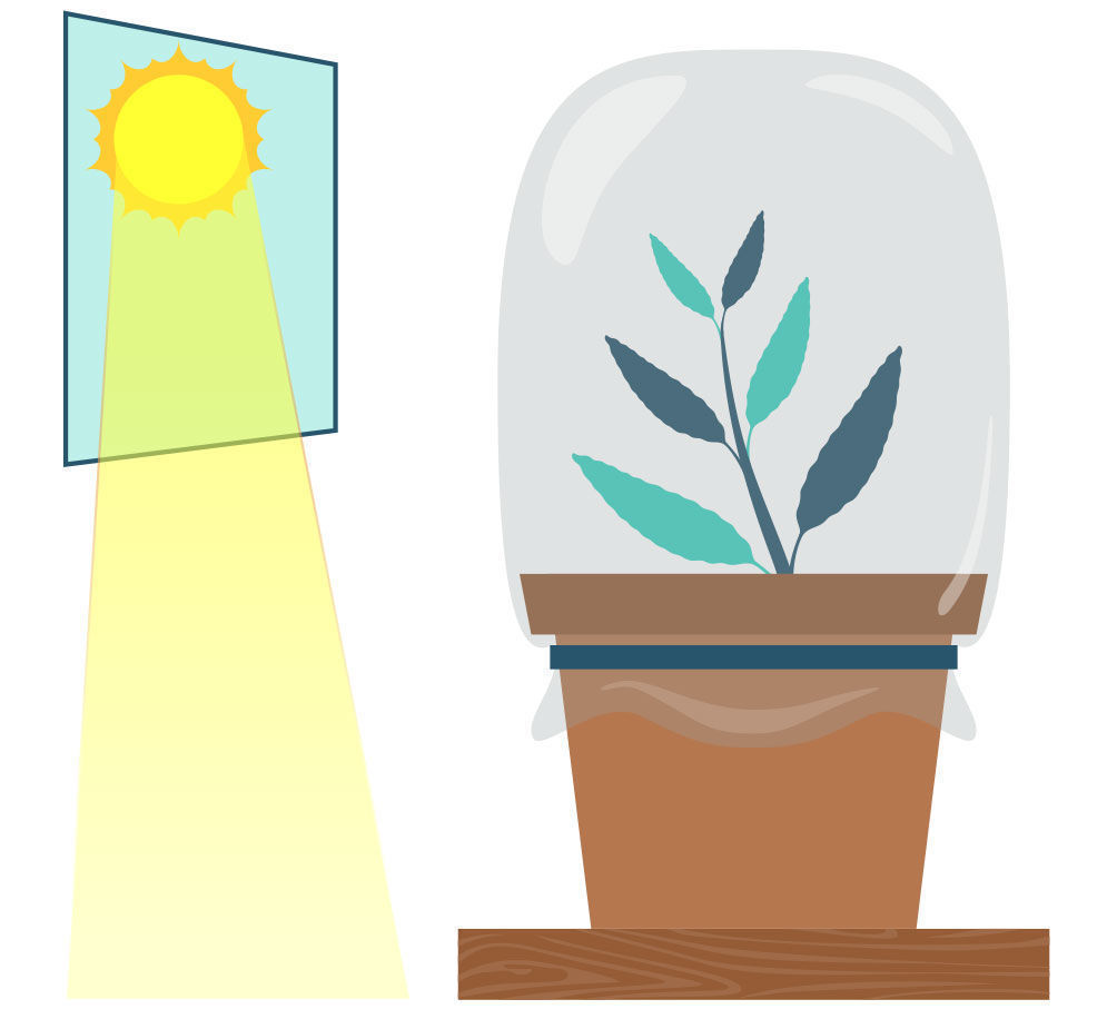 Krok 6: Rozmnażanie szałwii wieszczej z sadzonki