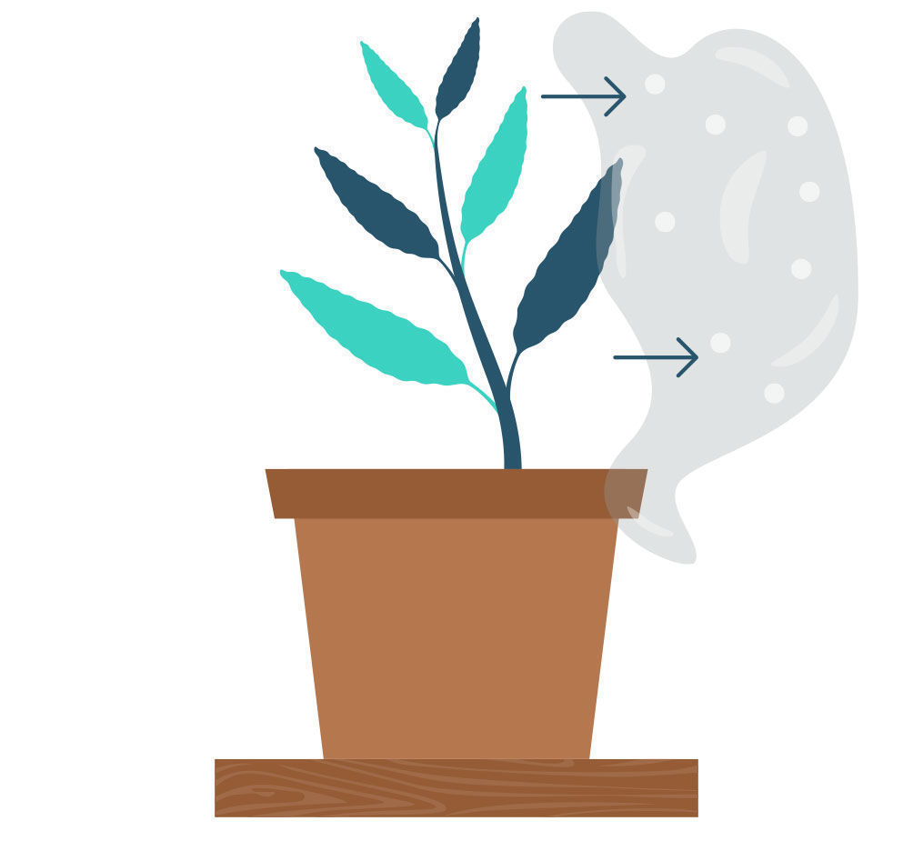 Krok 8: Rozmnażanie Salvia divinorum z sadzonki